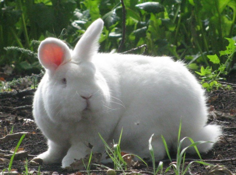 Новозеландский белый кролик