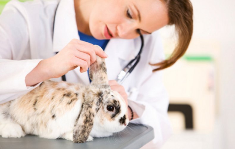 Подготовка кролика к заражению