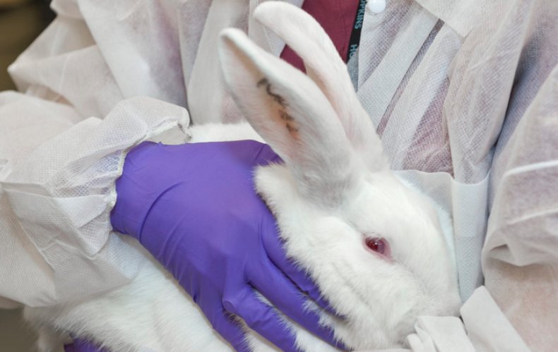лабораторный, кролик, эксперимент, держат холку, Лабораторных кроликов, начале эксперимента