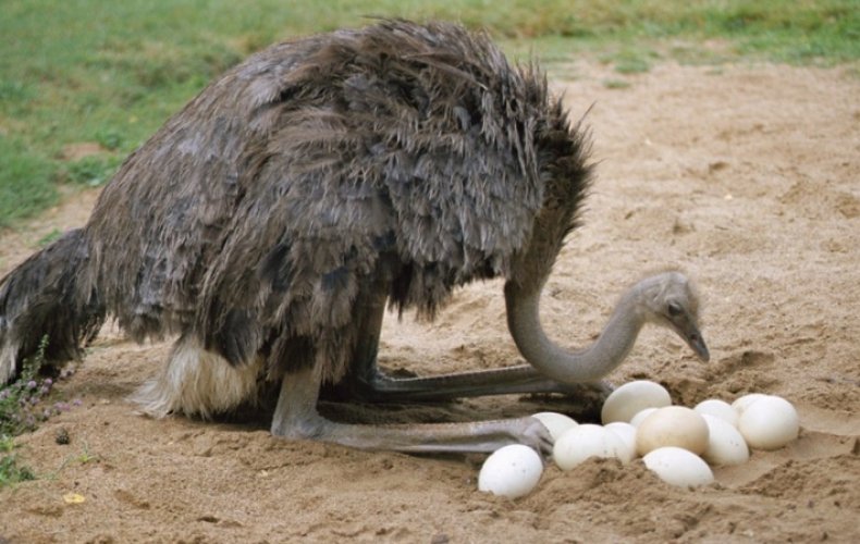 яйцо, страус, весить, африканского вида, весом килограмма, течении года