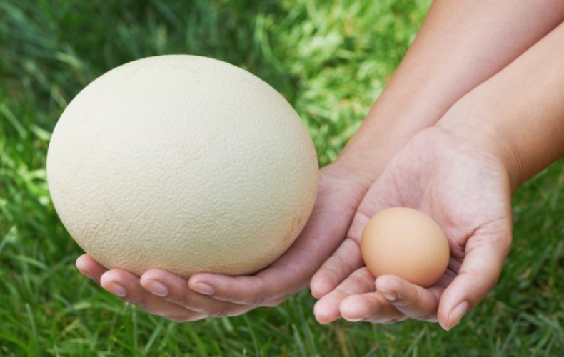яйцо, страус, весить, африканского вида, весом килограмма, течении года