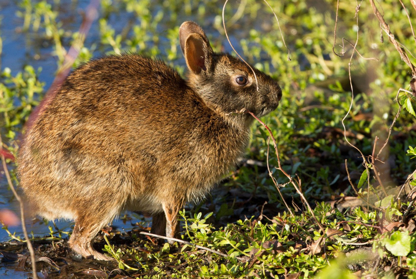 Болотный заяц. Водяной кролик. Дикий водяной кролик. Болотный кролик Флорида. Речной заяц.
