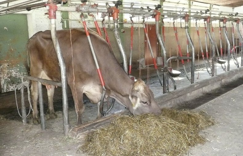 Корова в стойле