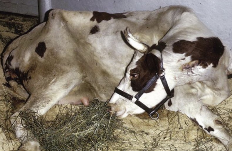 Корова после родов