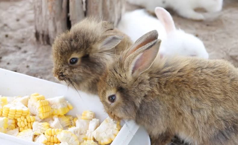 Кролики кушают кукурузу