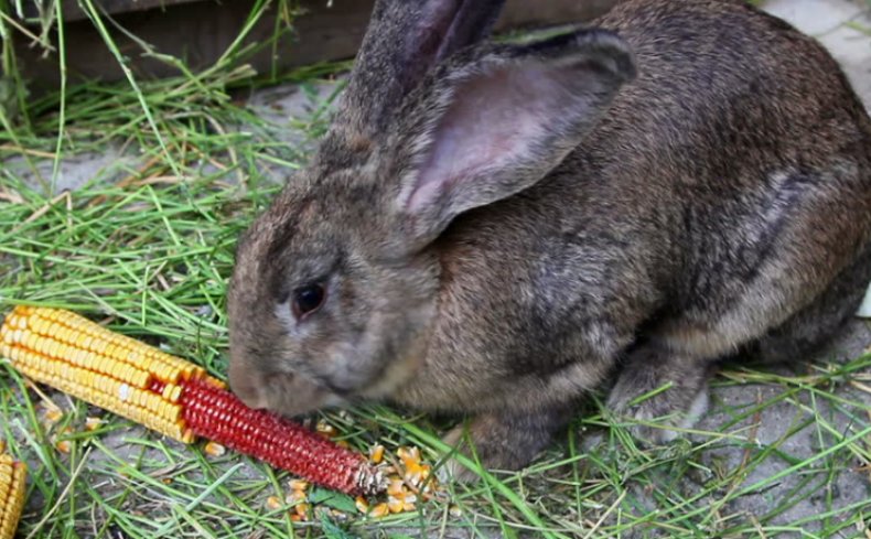 Кролик ест кукукрузу