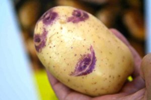 Картошка «Синеглазка»