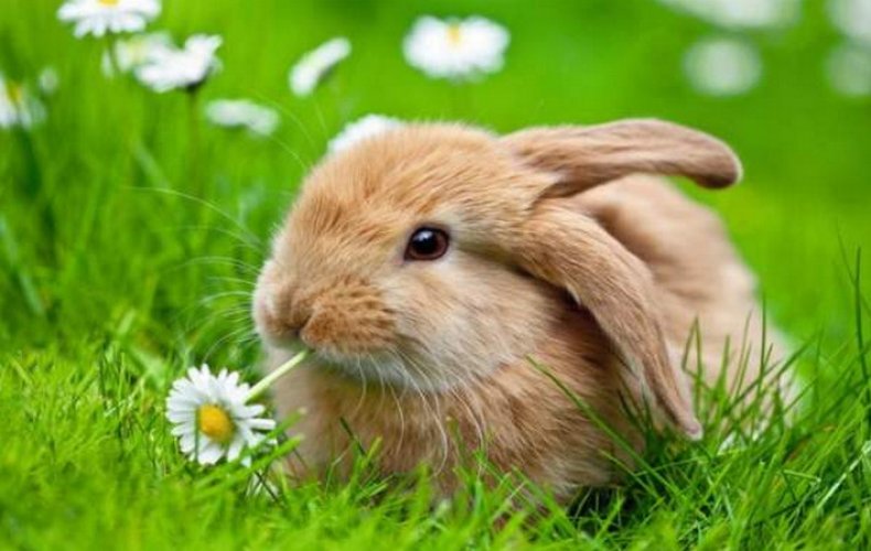 Аллергия на кроликов симптомы, что делать