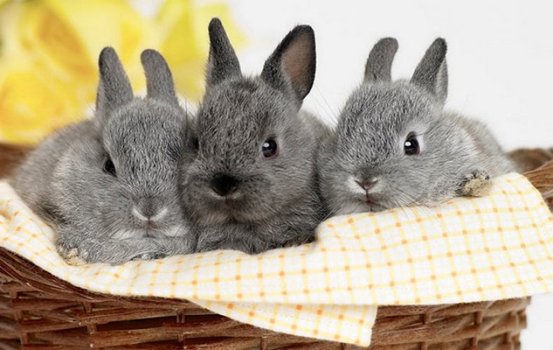 Аллергия на кроликов симптомы, что делать