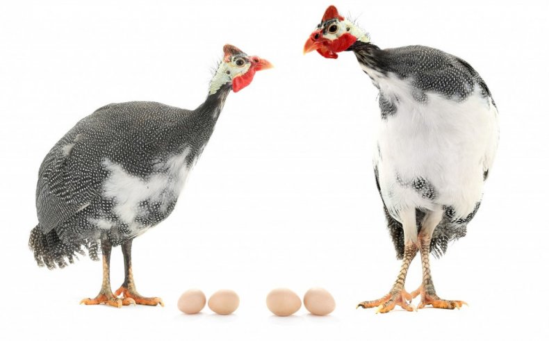 высиживать, яйцо, цесарка, яйца цесарки, крупную курицу
