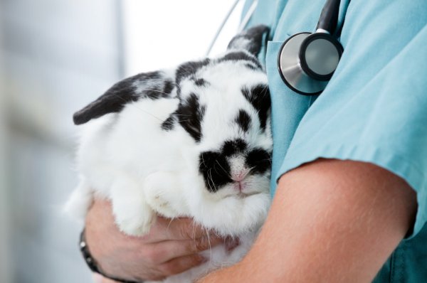 Болезни декоративных кроликов симптомы и их лечение фото