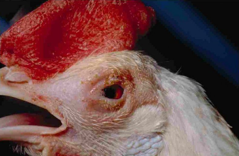 Покраснение глаз у курицы
