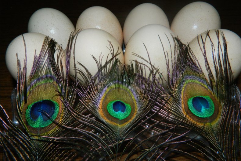 Яйца павлинов