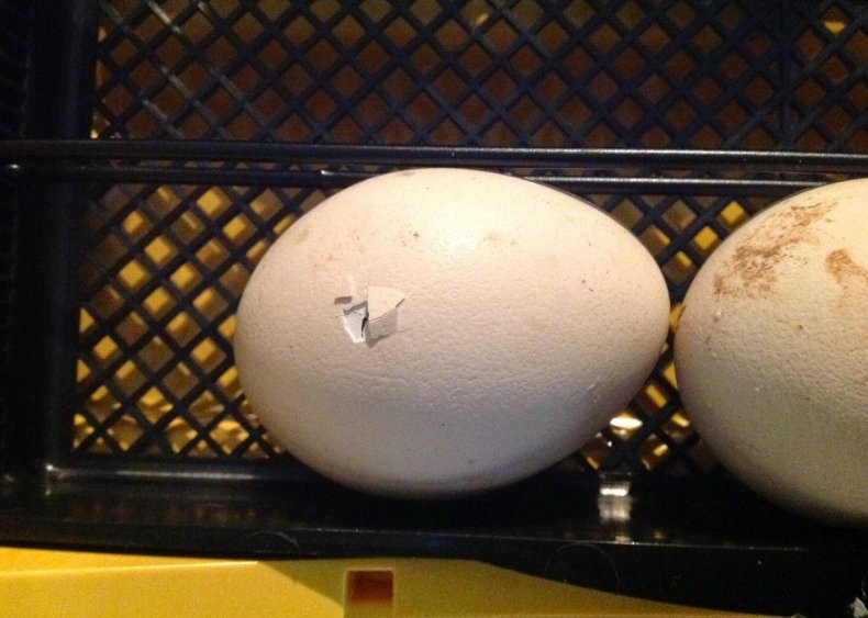 Инкубация павлиньих яиц в домашних условиях