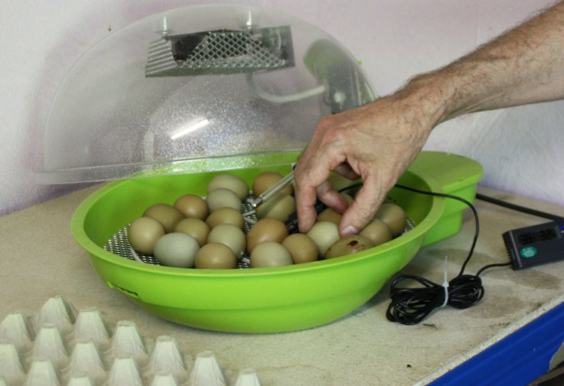 Инкубация фазаньих яиц