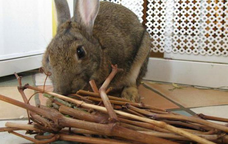 Ветки для кроликов