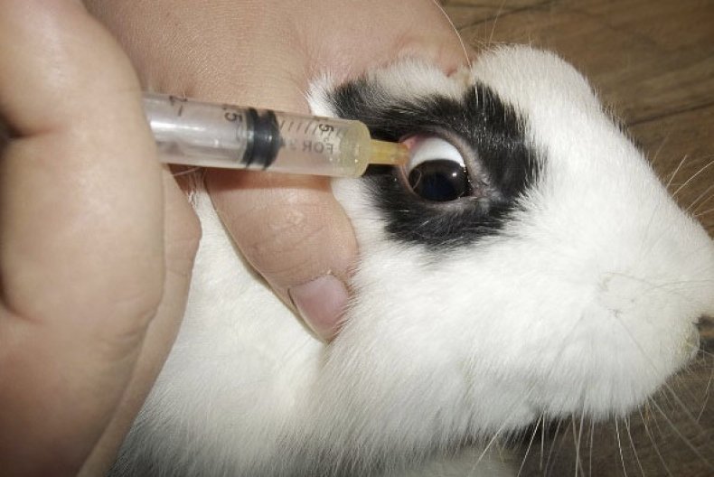 Лечение глазного заболевания у кролика