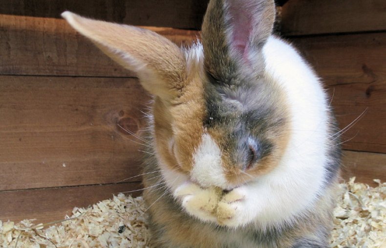 Кролик чешет глаза