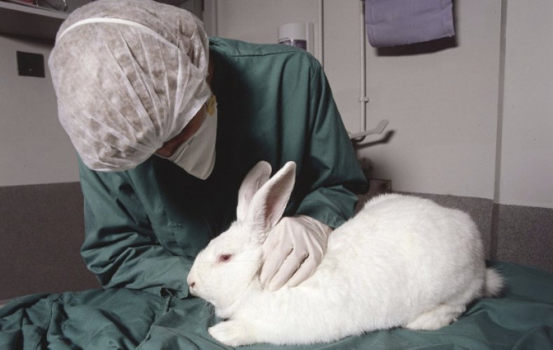 Кролик у ветеринара