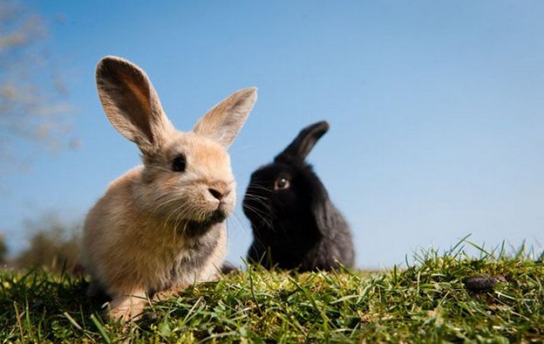 Дитрим для кроликов
