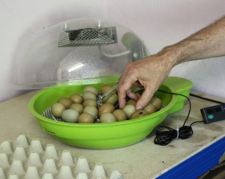 Инкубация яиц фазанов
