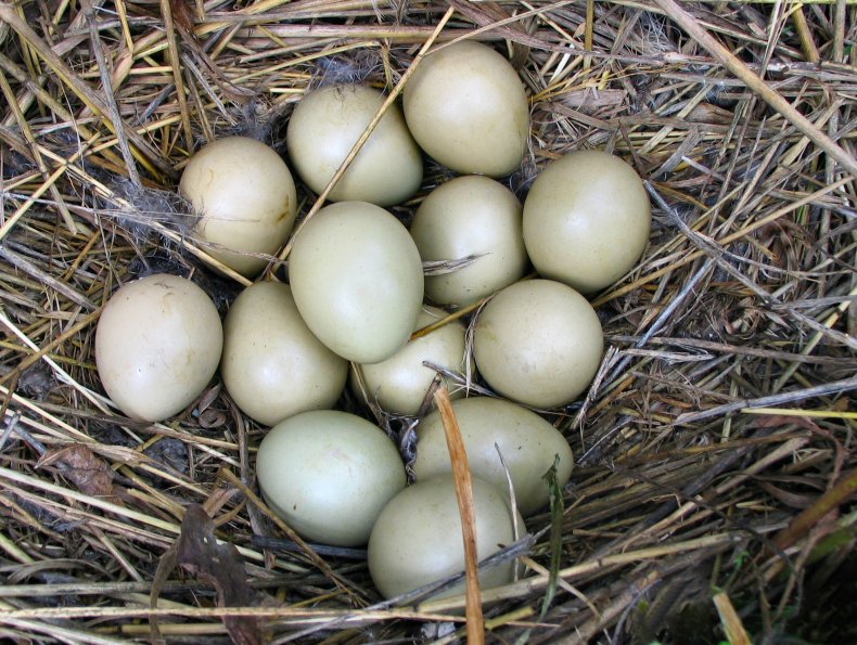 Яйца фазана