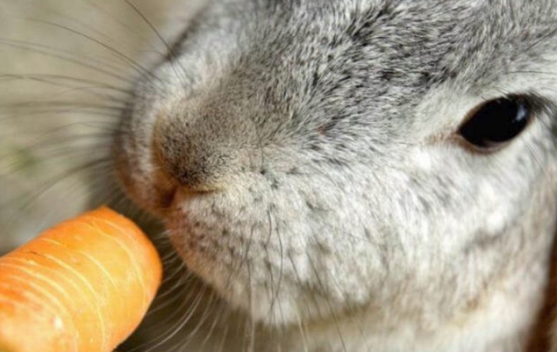 Кролик кушает морковь