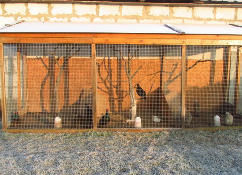 Вольеры для фазанов своими руками размеры, инструкция, фото, видео