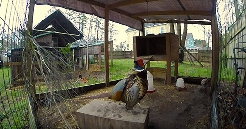 Вольеры для фазанов своими руками размеры, инструкция, фото, видео