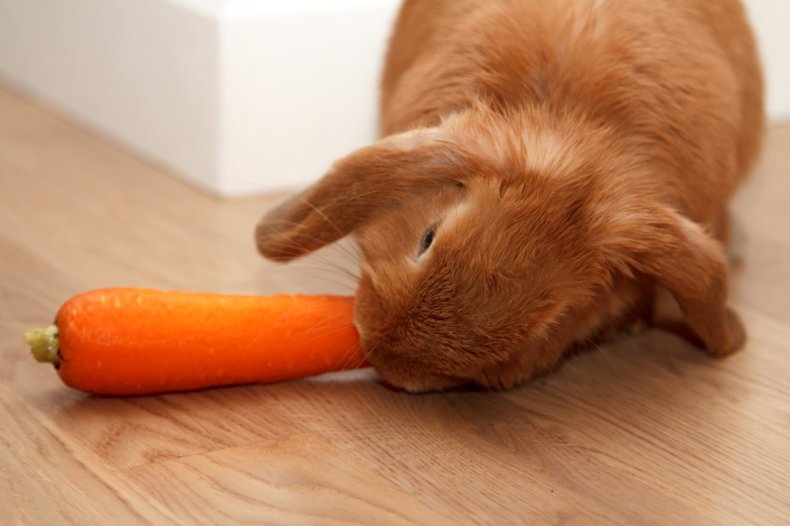 Морковь для кроликов