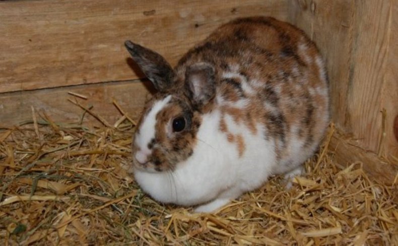 Ожирение кролика
