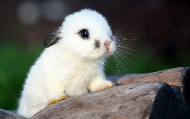 Маленький кролик