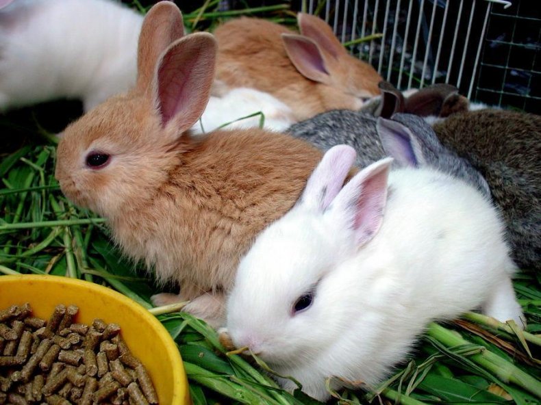 Кролики едят комбикорм
