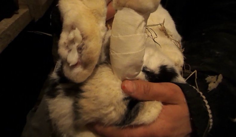 Болезни лап у кроликов с чем связано, симптомы, лечение
