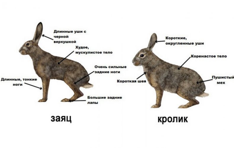 кролик, заяц, разница, инстинкт матери