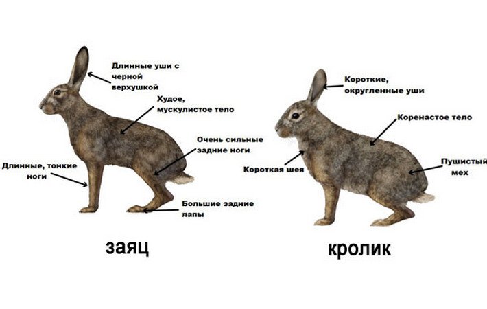 Виды зайцев фото с названиями