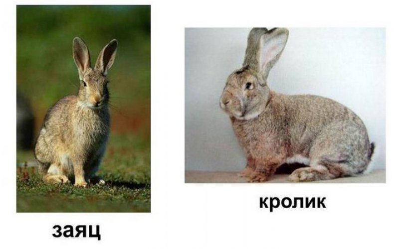 кролик, заяц, разница, инстинкт матери