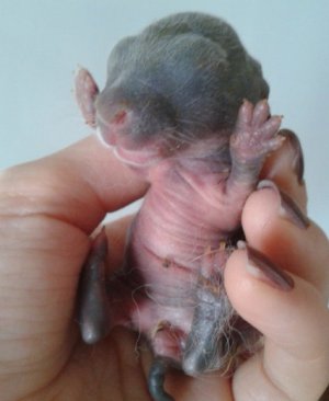 Новорожденный кролик