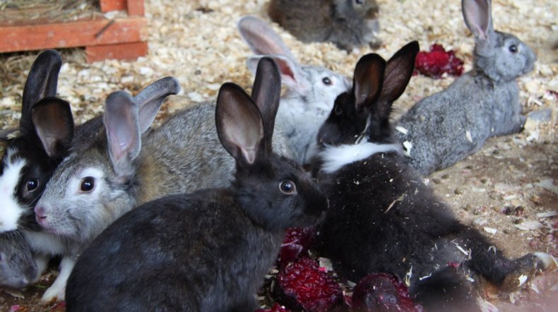 Можно ли кормить кроликов свёклой