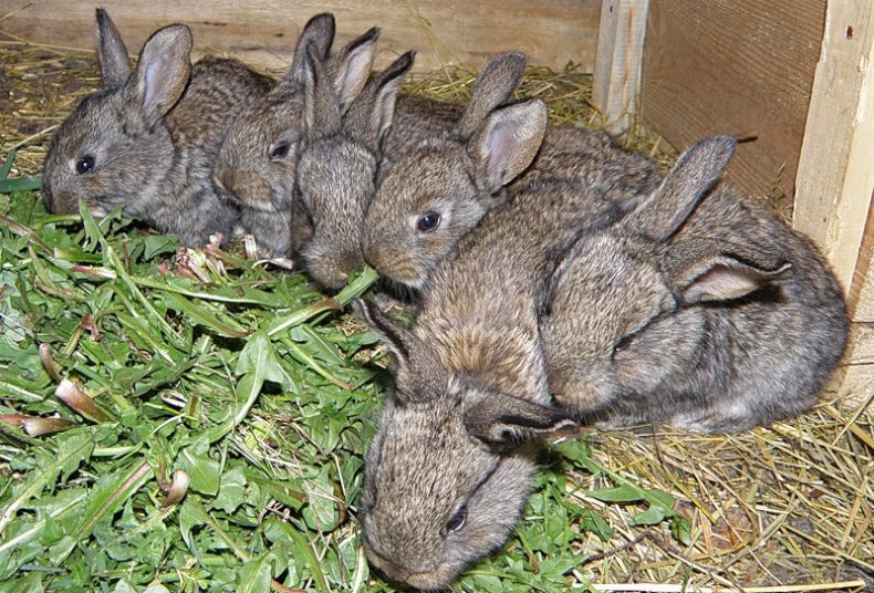 Питание крольчат