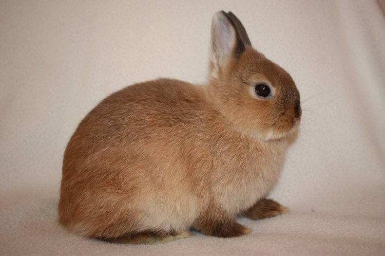 Карликовая порода кролика