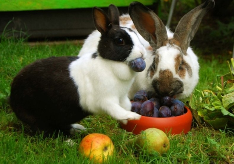 Что можно давать кроликам