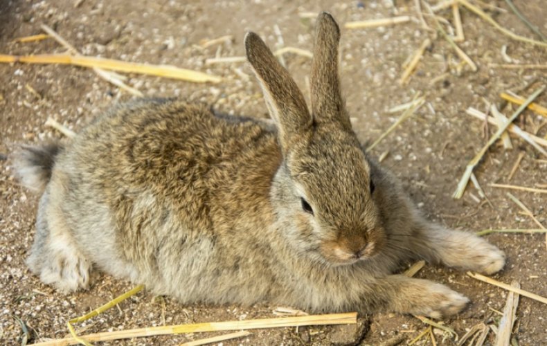 Вирусная геморрагическая лихорадка у кроликов