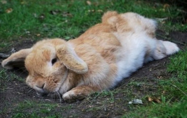 Сердечная недостаточность у кроликов