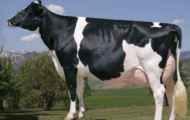 Чёрно-пёстрая порода коров