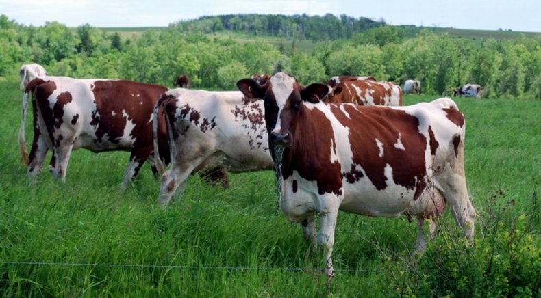 Коровы айрширской породы