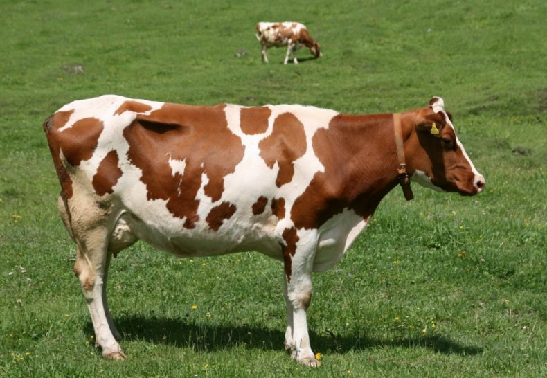 Айрширская корова