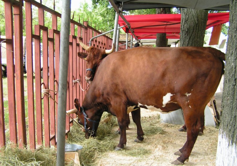 Айрширская корова на выгульной площадке