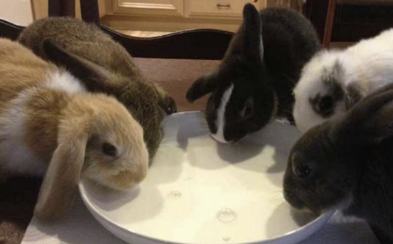 Молоко для кроликов
