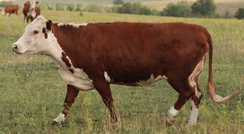 Корова породы Казахская белоголовая